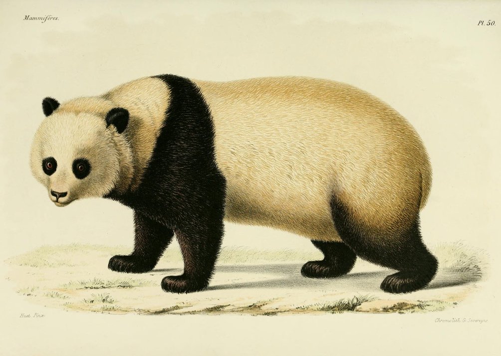Joseph F. Cullman III "Panda Wielka"