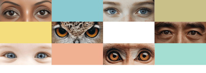 U góry grafiki widać kolorowe prostokąty oraz prostokątne zdjęcia przedstawiające ludzkie i zwierzęce oczy. 