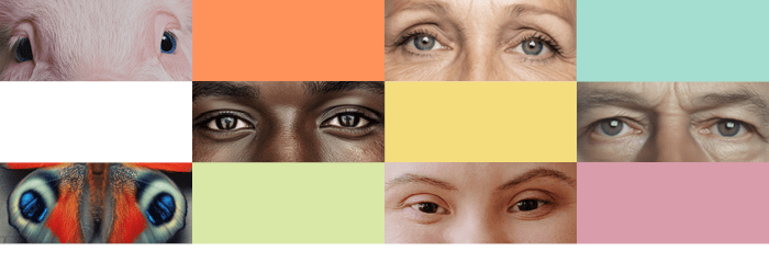 U góry grafiki widać kolorowe prostokąty oraz prostokątne zdjęcia przedstawiające ludzkie i zwierzęce oczy. 
