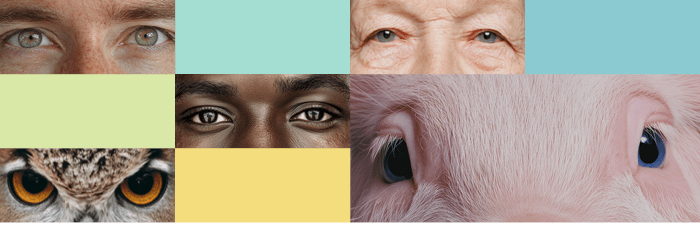 U góry grafiki widać kolorowe prostokąty oraz prostokątne zdjęcia przedstawiające ludzkie i zwierzęce oczy. 