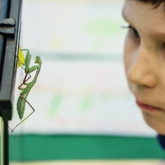 Zbliżenie na twarz chłopca, który przypatruje się z bliska modliszce