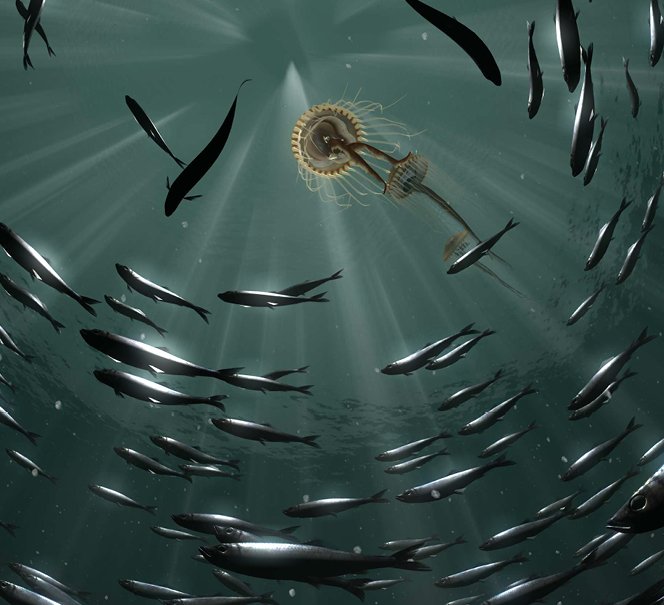 Film Dobór naturalny